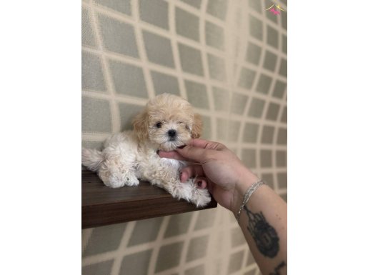 Teacup maltipo