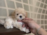 Teacup maltipo