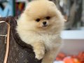 Garantili Teddy Face bebekler