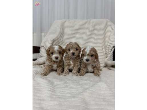 Ev doğumlu Maltipoo yavrular 