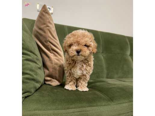 Ev doğumlu teacup Maltipoo 