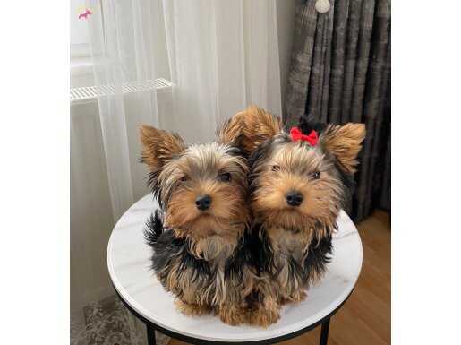 Ev doğumlu Yorkshire Terrier