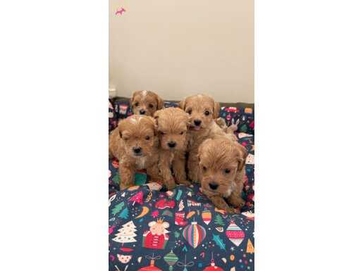 Ev doğumlu teacup Maltipoo yavrular