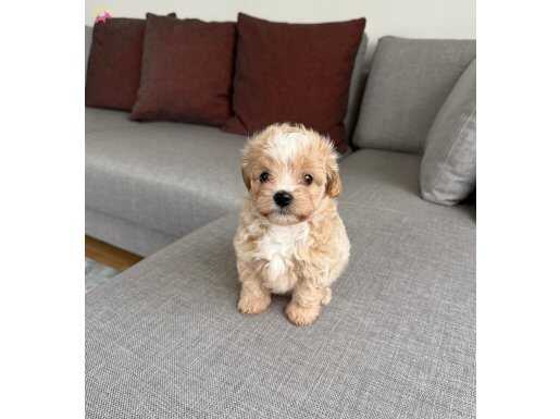 Ev doğumlu teacup Maltipoo