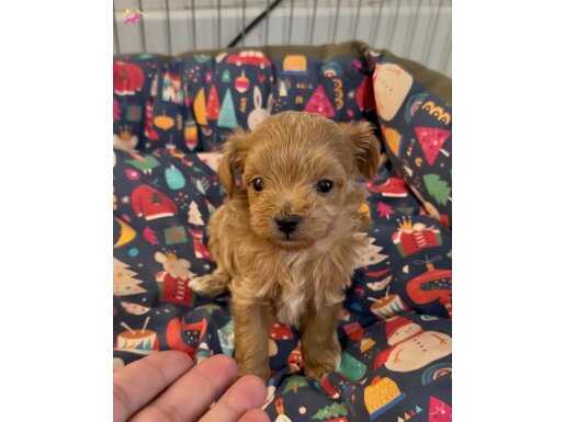 Ev doğumlu teacup Maltipoo 1900 gr anne baba