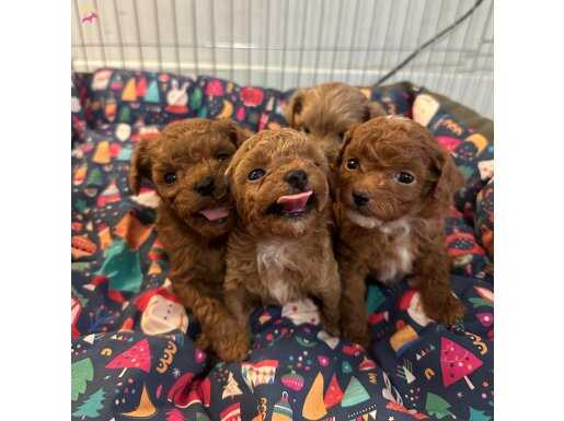 Ev doğumlu teacup Poodle anne baba 1900 gr