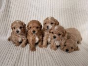 teacup boy ev doğumlu maltipoo yavrular