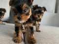 Ev doğumlu Teacup Yorkshire Terrier yavrular