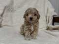Ev doğumlu Maltipoo son yavrum 