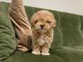 Ev doğumlu teacup Maltipoo 