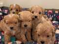 Ev doğumlu teacup Maltipoo yavrular