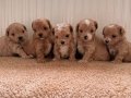 Teacup Boy Ev Doğumlu Maltipoo Bebekler