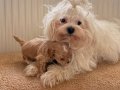 Teacup Boy Ev Doğumlu Maltipoo Bebekler