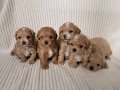 teacup boy ev doğumlu maltipoo yavrular