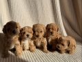 teacup boy ev doğumlu maltipoo yavrular