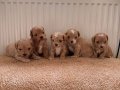teacup boy ev doğumlu maltipoo yavrular