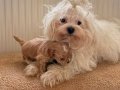 teacup boy ev doğumlu maltipoo yavrular