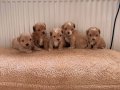 teacup boy ev doğumlu maltipoo yavrular