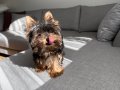 Ev doğumlu micro teacup Yorkshire 