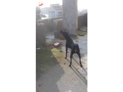 Orjinal  doberman 