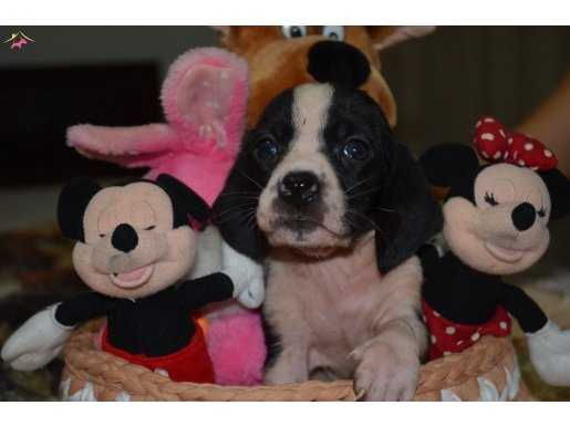 BASSET HOUND YAVRULARIMIZ GELMİŞTİR.