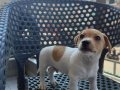 2 ERKEK 2 DİŞİ ORJİNAL JACK RUSSEL YAVRULAR