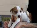 2 ERKEK 2 DİŞİ ORJİNAL JACK RUSSEL YAVRULAR