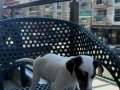 2 ERKEK 2 DİŞİ ORJİNAL JACK RUSSEL YAVRULAR