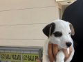 2 ERKEK 2 DİŞİ ORJİNAL JACK RUSSEL YAVRULAR