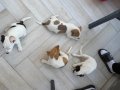2 ERKEK 2 DİŞİ ORJİNAL JACK RUSSEL YAVRULAR