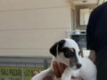 2 ERKEK 2 DİŞİ ORJİNAL JACK RUSSEL YAVRULAR