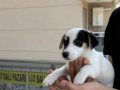 2 ERKEK 2 DİŞİ ORJİNAL JACK RUSSEL YAVRULAR