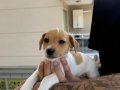2 ERKEK 2 DİŞİ ORJİNAL JACK RUSSEL YAVRULAR