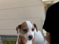 2 ERKEK 2 DİŞİ ORJİNAL JACK RUSSEL YAVRULAR