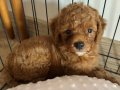 2 AYLIK ERKEK TOY POODLE ACİL