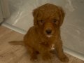 2 AYLIK ERKEK TOY POODLE ACİL