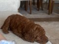 2 AYLIK ERKEK TOY POODLE ACİL