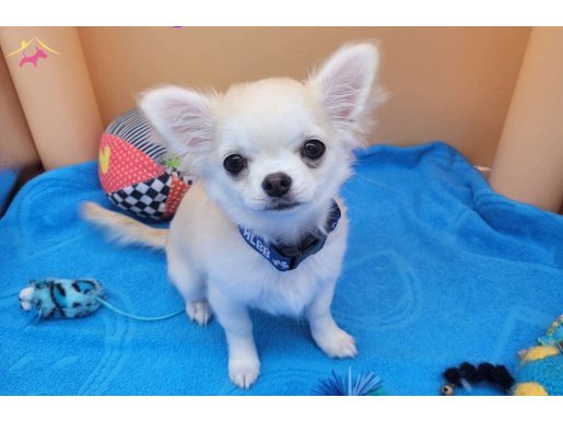 Gösteri seveye secereli anne/baba dan harika şivava yavrusu