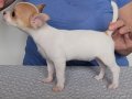 2 secereli chihuahua dişi yavrusu.