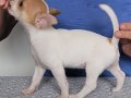 2 secereli chihuahua dişi yavrusu.