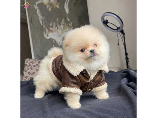 Pomeranian teddy face yavrular