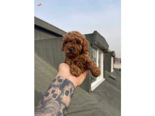 Dark Red Brown Mikro Poodle: Karakteriyle Büyüleyen Yeni Dostunuz