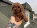 Dark Red Brown Mikro Poodle: Karakteriyle Büyüleyen Yeni Dostunuz