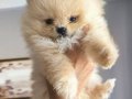 Tea cup pomeranian erkek çift aşılı
