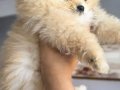Tea cup pomeranian erkek çift aşılı