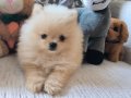 Tea cup pomeranian erkek çift aşılı