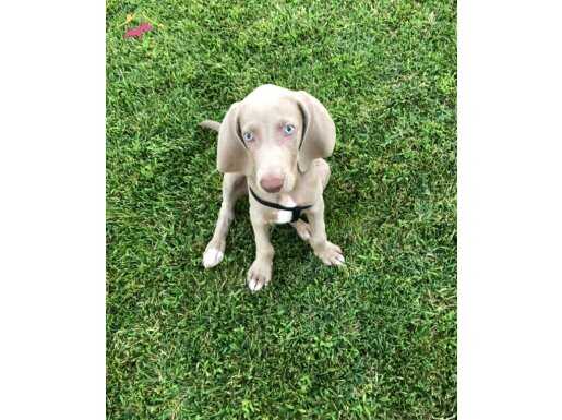 Weimaraner 3 aylık erkek