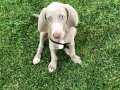 Weimaraner 3 aylık erkek