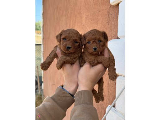 Core poodle bebekler 