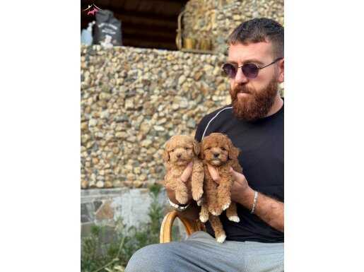 Toy poodle bebekler 